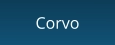 Corvo